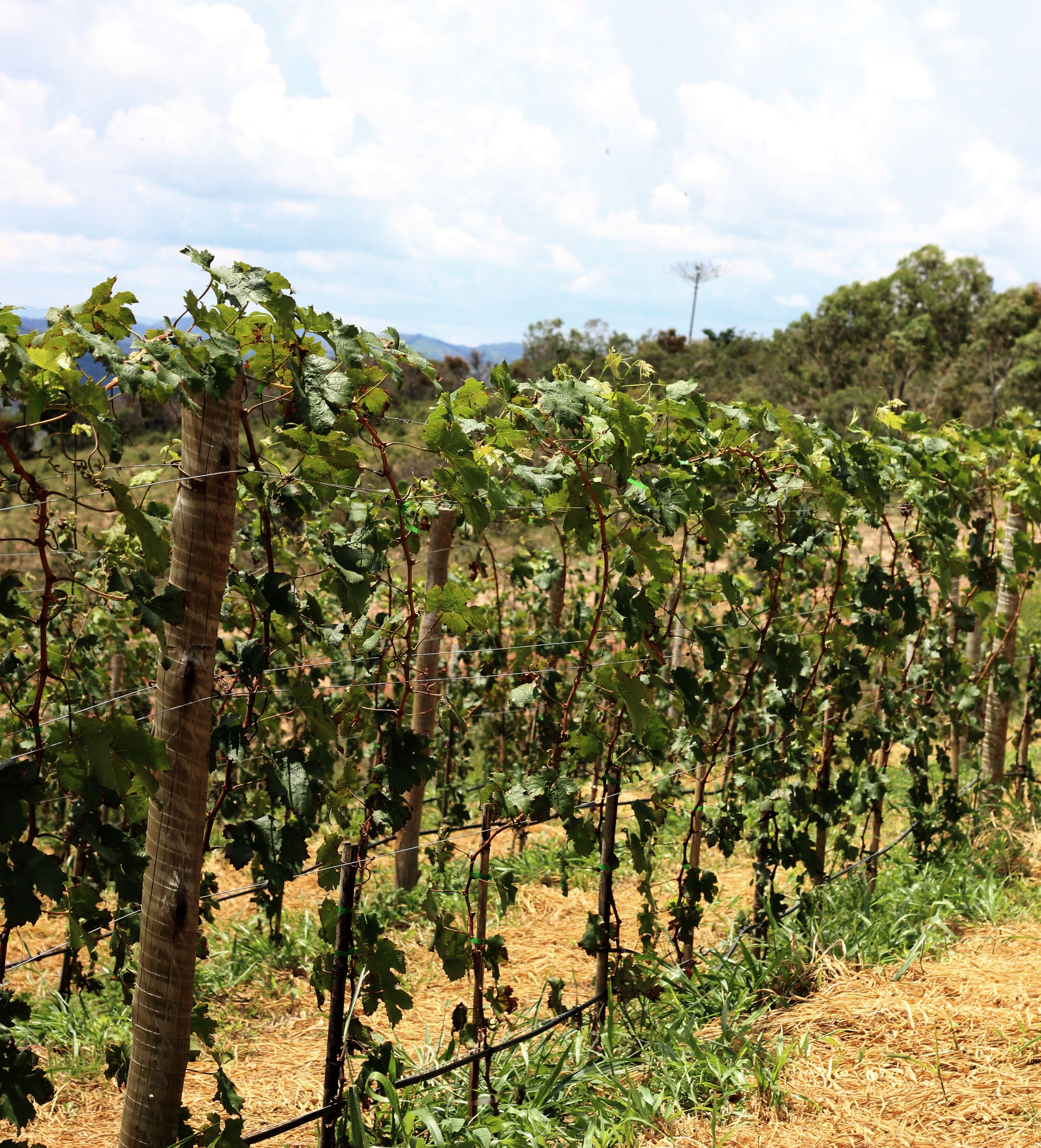 Vinhedos da Quinta da Careta ao entardecer com a Serra da Mantiqueira ao fundo